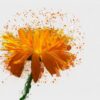 calendula flower