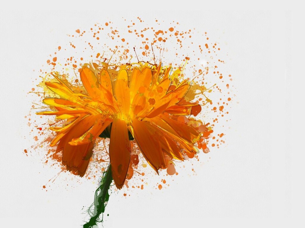 calendula flower