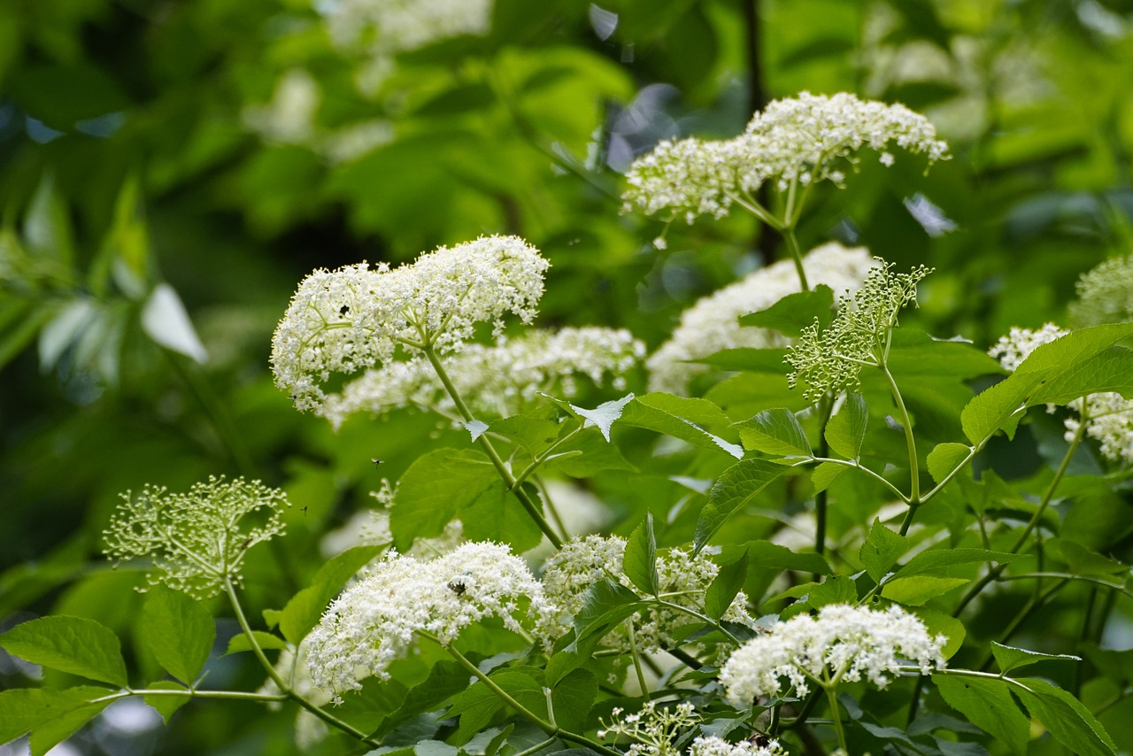 Herbal astrology Taurus elder flower sambucus