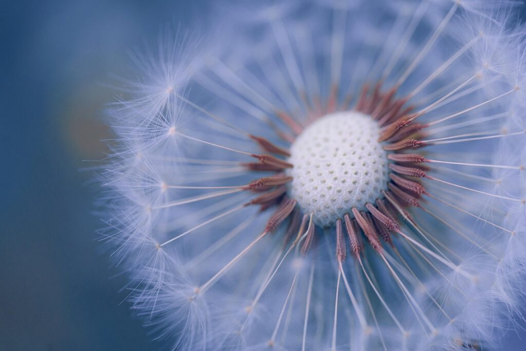 Dandelion seeds