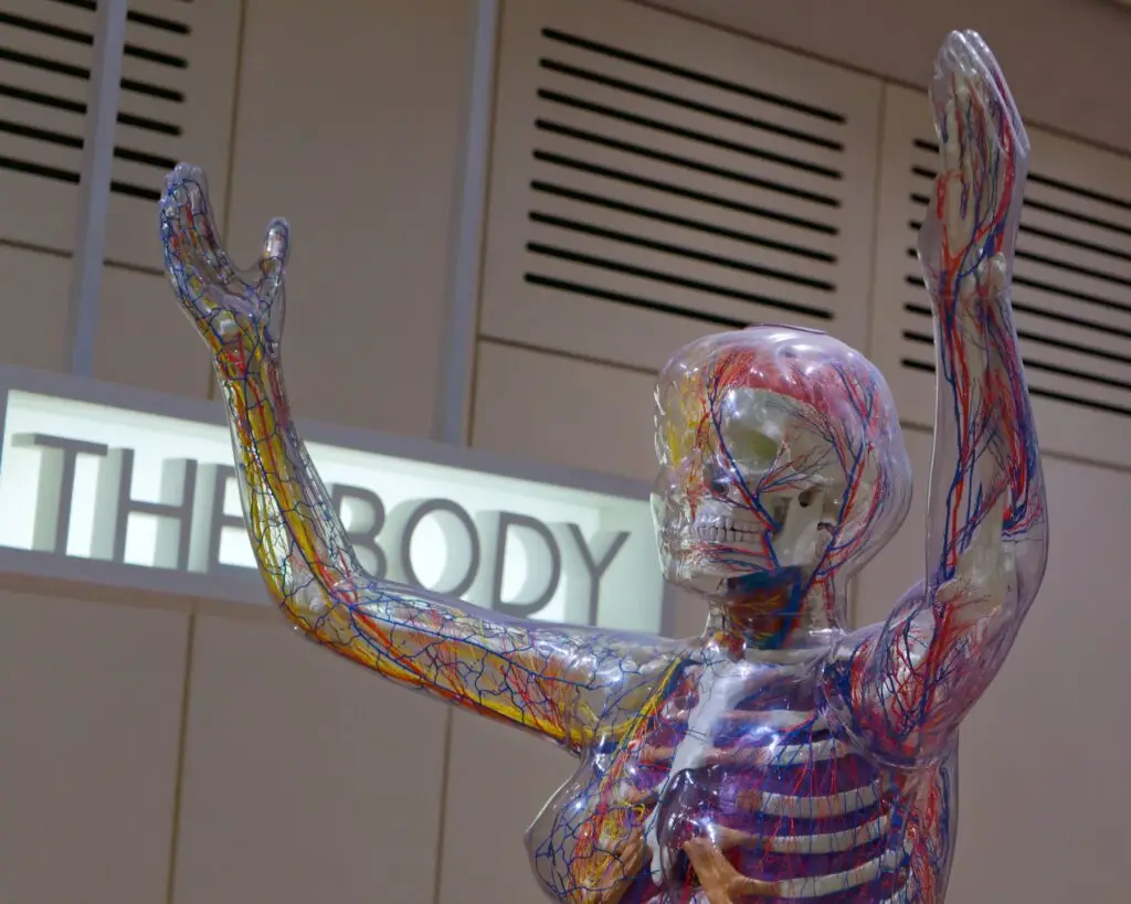 human body