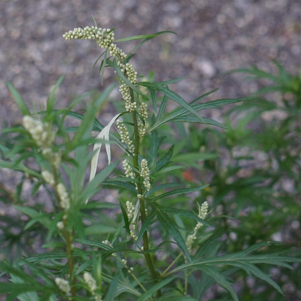 Artemisia mugwort