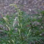 Artemisia mugwort