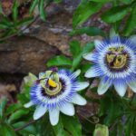 Two passionflowers climbing