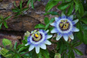 Sacred Tea Rituals with Passionflower: Quieting the Mind to Hear the Soul