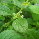 Lemon Balm plant
