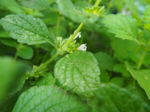 Sacred tea rituals with Lemon Balm: reconnecting with joy